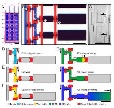 單細胞RT PCR分析，來自White等，PNAS，2011