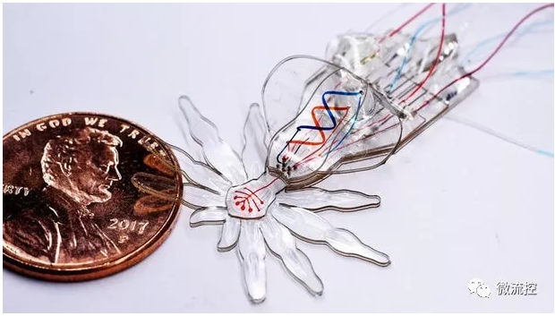 哈佛團隊受孔雀蜘蛛啟發，研發微流體系統驅動的小型軟體機器人
